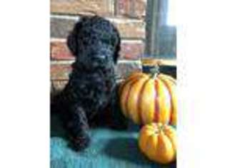 Goldendoodle Puppy for sale in Leo, IN, USA