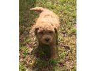 Goldendoodle Puppy for sale in Sherwood, AR, USA