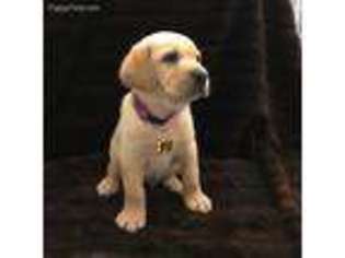 Labrador Retriever Puppy for sale in Baton Rouge, LA, USA