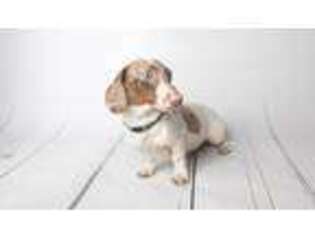 Dachshund Puppy for sale in Rockledge, FL, USA