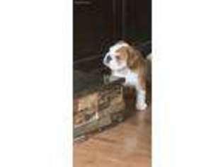 Bulldog Puppy for sale in Uniontown, PA, USA