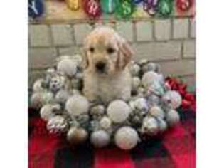 Goldendoodle Puppy for sale in Desoto, TX, USA