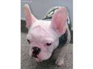 French Bulldog Puppy for sale in Mount Clemens, MI, USA