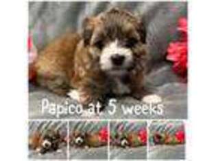 Havanese Puppy for sale in Manteca, CA, USA