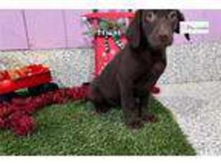 Labrador Retriever Puppy for sale in Evansville, IN, USA