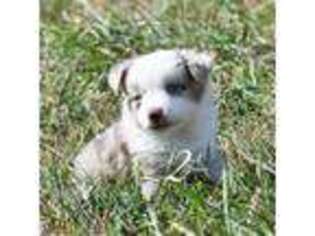 Miniature Australian Shepherd Puppy for sale in Chelsea, OK, USA