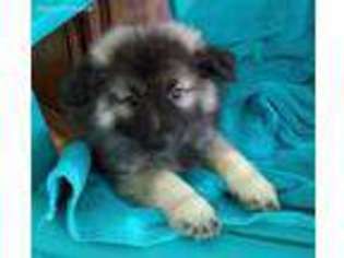 Keeshond Puppy for sale in Bigelow, AR, USA