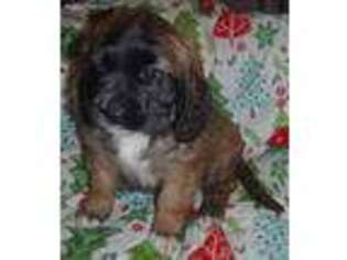 Saint Bernard Puppy for sale in Madisonville, TN, USA
