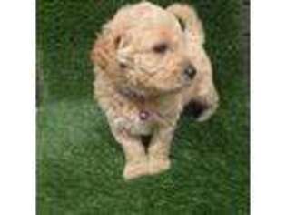 Goldendoodle Puppy for sale in Homestead, FL, USA