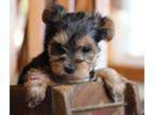 Yorkshire Terrier Puppy for sale in Washburn, MO, USA