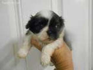Pekingese Puppy for sale in Central Point, OR, USA