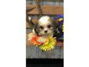 Cavapoo Puppy for sale in Peebles, OH, USA