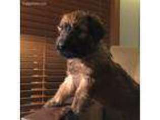 Briard Puppy for sale in Neenah, WI, USA