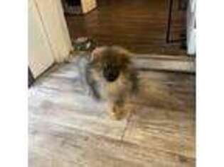 Pomeranian Puppy for sale in Cedartown, GA, USA