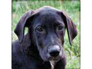Great Dane Puppy for sale in Richland, MO, USA