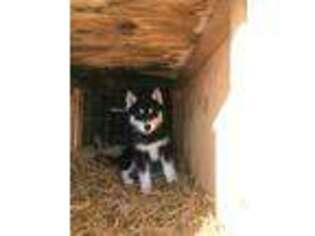 Siberian Husky Puppy for sale in Caribou, ME, USA