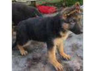 German Shepherd Dog Puppy for sale in Syracuse, NY, USA