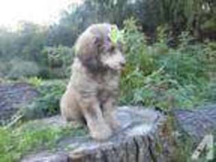Mutt Puppy for sale in RICHBURG, NY, USA