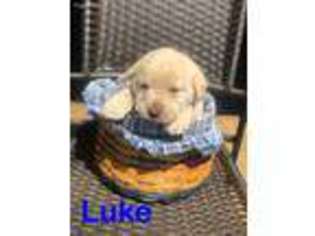 Labrador Retriever Puppy for sale in Hustonville, KY, USA