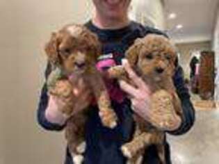 Cavapoo Puppy for sale in Hartford, KY, USA