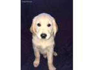 Golden Retriever Puppy for sale in Severance, CO, USA
