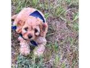 Cavapoo Puppy for sale in Lowell, MI, USA