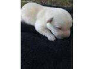 Labrador Retriever Puppy for sale in Estillfork, AL, USA