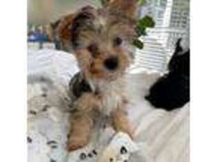 Yorkshire Terrier Puppy for sale in Rocky Mount, VA, USA