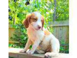 Brittany Puppy for sale in Wilmington, NC, USA