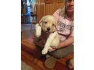 Labradoodle Puppy for sale in Opelika, AL, USA
