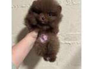 Pomeranian Puppy for sale in Williamsburg, OH, USA