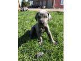 Great Dane Puppy for sale in Sioux Center, IA, USA