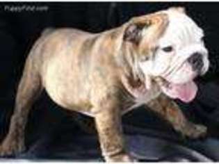 Bulldog Puppy for sale in Splendora, TX, USA
