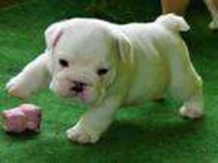 Bulldog Puppy for sale in Milford, CT, USA
