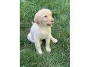 Labradoodle Puppy for sale in Yuba City, CA, USA