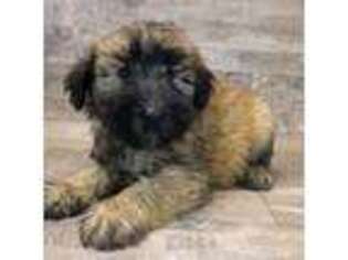 Soft Coated Wheaten Terrier Puppy for sale in Baldwin, NY, USA