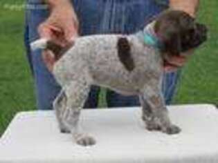 German Shorthaired Pointer Puppy for sale in Morgantown, WV, USA