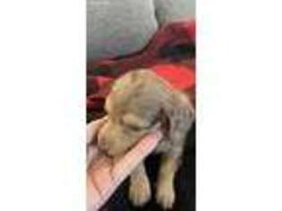 Dachshund Puppy for sale in Mount Vernon, AR, USA