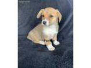 Pembroke Welsh Corgi Puppy for sale in Williamsburg, KY, USA