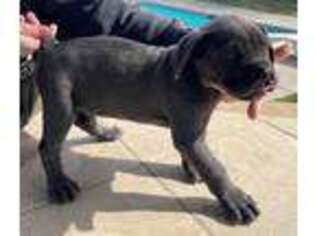 Cane Corso Puppy for sale in Rialto, CA, USA