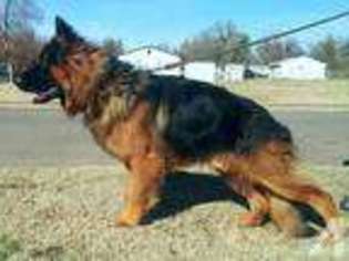 German Shepherd Dog Puppy for sale in LAS CRUCES, NM, USA