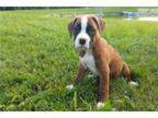 Boxer Puppy for sale in Decatur, IL, USA