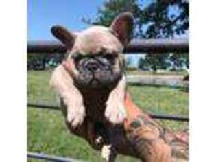 French Bulldog Puppy for sale in Mineral Wells, TX, USA