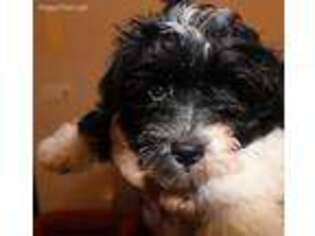 Havanese Puppy for sale in Loudon, TN, USA