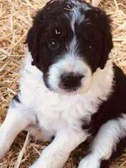 Mutt Puppy for sale in Langley, WA, USA