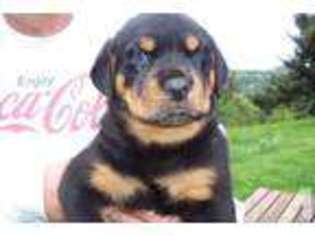 Rottweiler Puppy for sale in SHERIDAN, OR, USA