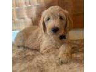 Goldendoodle Puppy for sale in Hagerstown, IN, USA