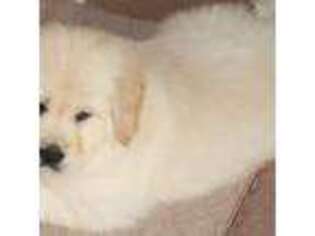 Golden Retriever Puppy for sale in Nuevo, CA, USA