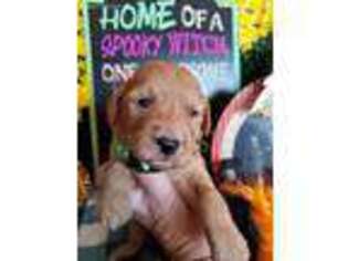 Goldendoodle Puppy for sale in Harrisonburg, VA, USA
