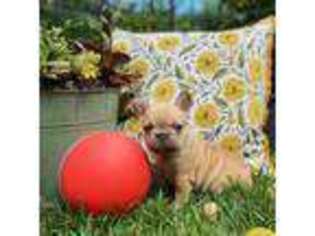 French Bulldog Puppy for sale in Whitefish, MT, USA